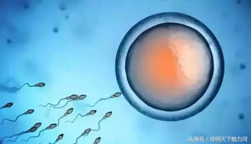 在没遇上卵子的精子，你知道最后都去哪儿了吗？