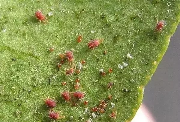 葡萄主要地下虫害有哪些,如何处理葡萄树上的金龟子虫害