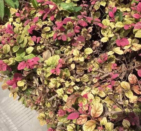 红花檵木花蔫了怎么补救,红花檵木叶子有锈斑怎么处理