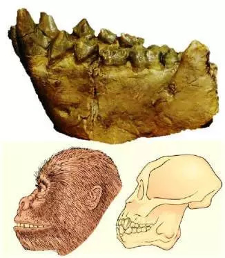 人体哪个部位让你，忍不住伸出舌头，想舔……｜从5500万年前说起