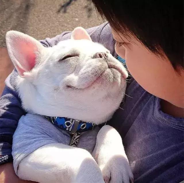 法斗蠢萌小肥牛竟然是烈性犬,法斗性情凶悍