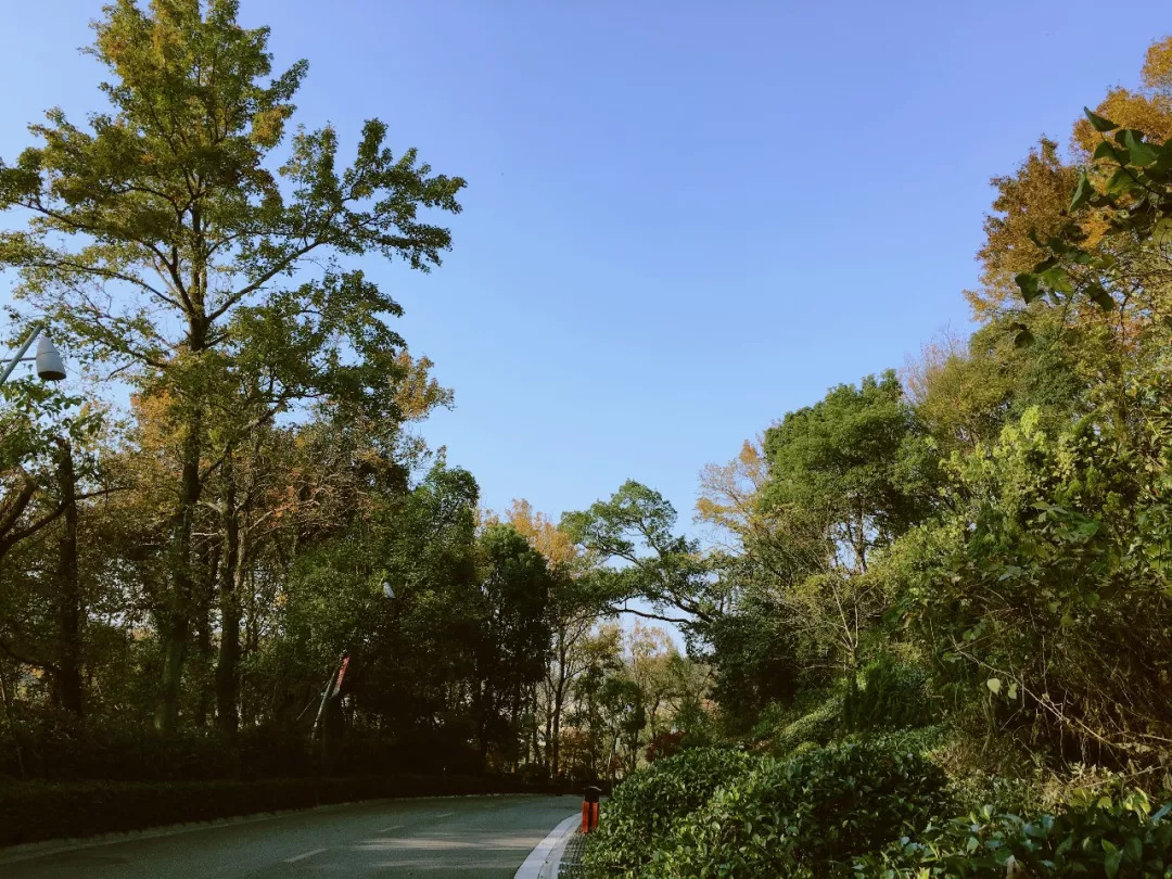硫华菊已盛开，快来荪湖来一场秋季佛系之旅吧
