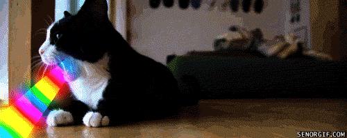 人们为什么瞧不起土猫？「科瑞卡科普」