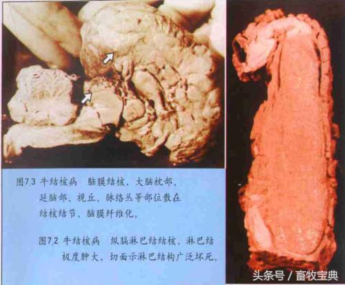 养牛笔记干货分享,养牛日记从头开始