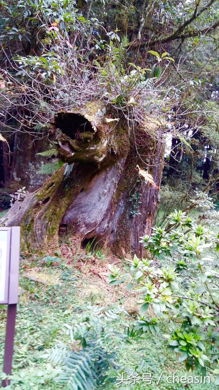 鍙版咕鐨勬捣鍩熷お骞虫磱,鍙版咕鐨勫お骞虫磱娴锋磱