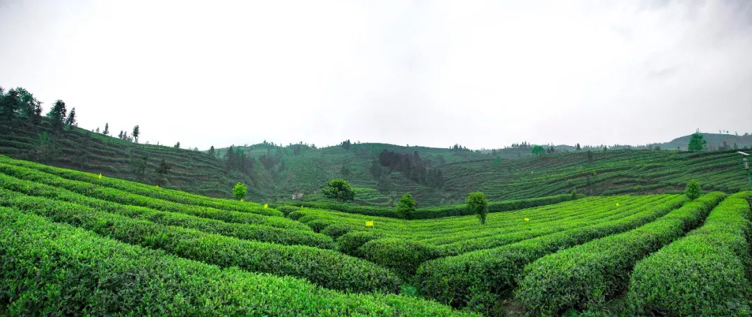 中秋节喝哪种茶最合适为什么,中秋喝什么茶最好