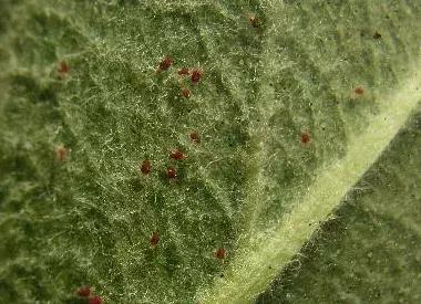 多肉叶斑病传染吗,多肉感染蚧壳虫是什么样
