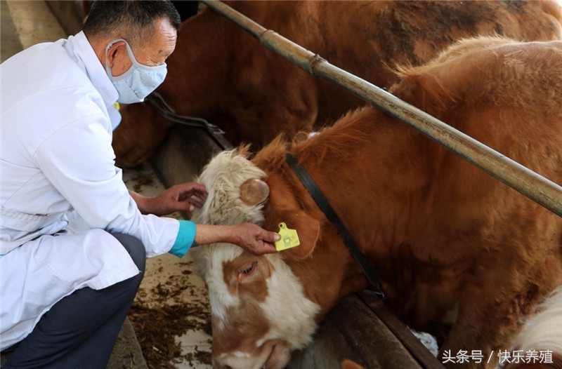 养牛用的预混料怎么喂牛效果好,养牛还要给牛打针吗