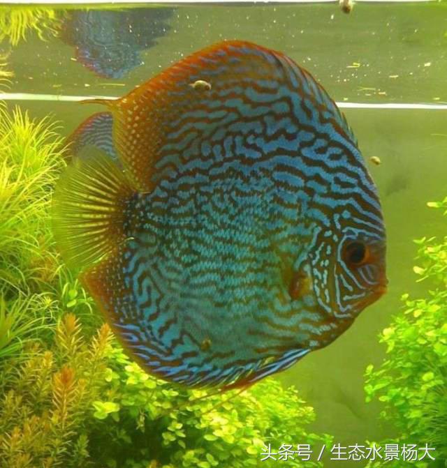 鱼缸加温有几种方法,鱼缸正确加温方法