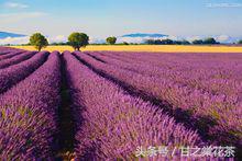 花茶小知识（四）——薰衣草茶