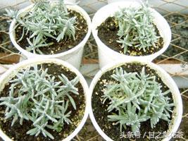 花茶小知识（四）——薰衣草茶