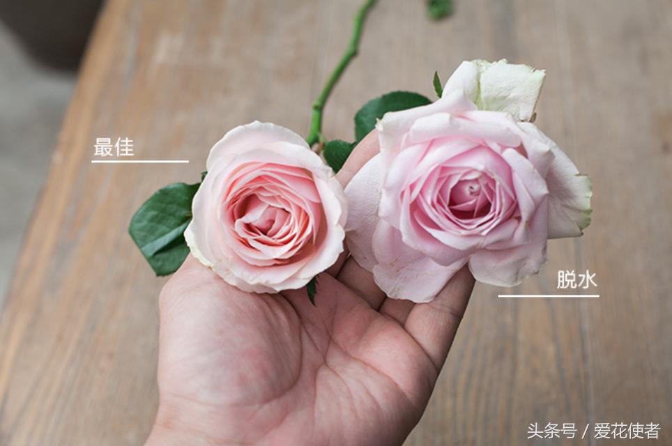 “七招”教你挑选一株完美的玫瑰花！