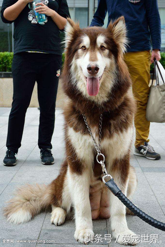 汪星人阿拉斯加雪橇犬,阿拉斯加雪橇犬小时候
