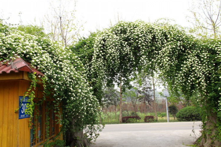 木香花又叫什么花,木香花的生长条件