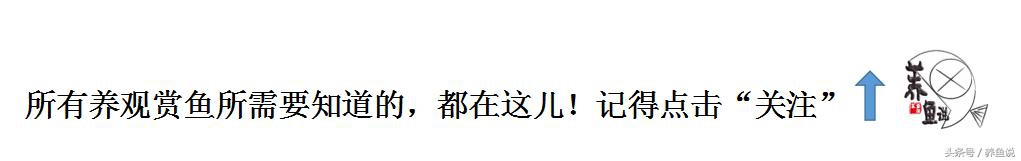 养小鱼有必要用氧气泵和过滤吗,新手养鱼选择哪种过滤方式的鱼缸