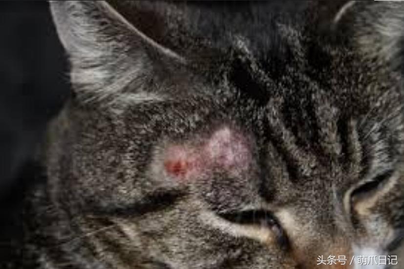 猫咪长猫癣传染人了怎么才能治好,猫癣会传染其他猫咪吗