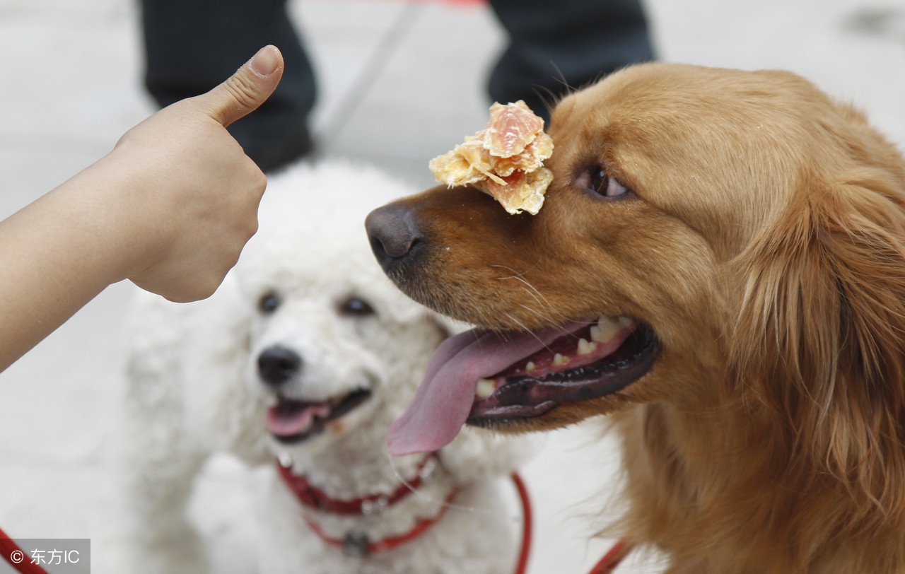 藏獒在家照顾小主人视频,如何照顾宠物犬