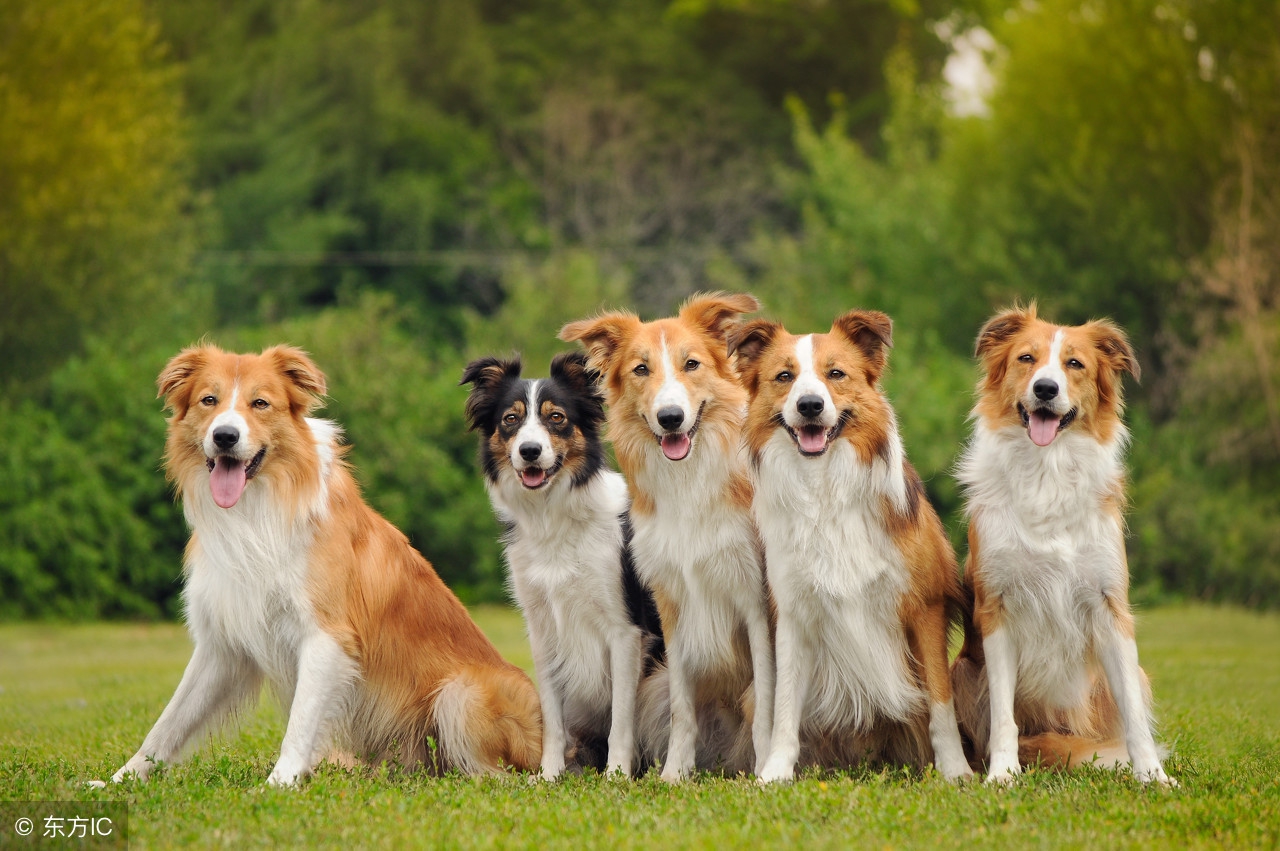 犬细小病毒的临床治疗,犬细小病毒心肌炎型的临床症状
