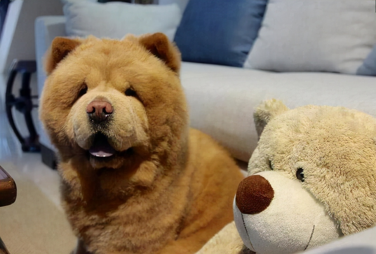 松狮犬适合女生养吗,养松狮犬每月大概花费多少钱