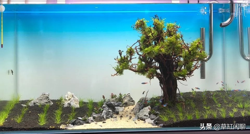 草缸造景新手入门,造景为什么一定要沉木或者杜鹃根