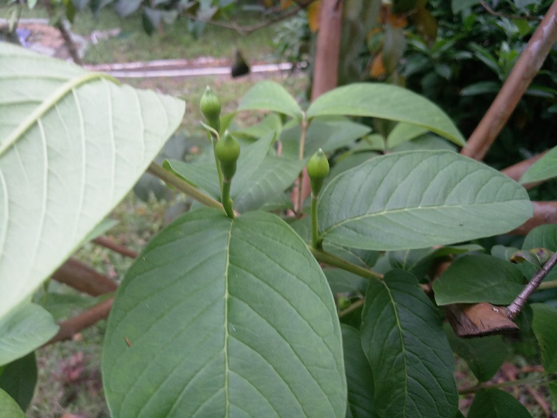 番石榴发叶芽要的水肥多少,番石榴的品种以及种植技巧和方法