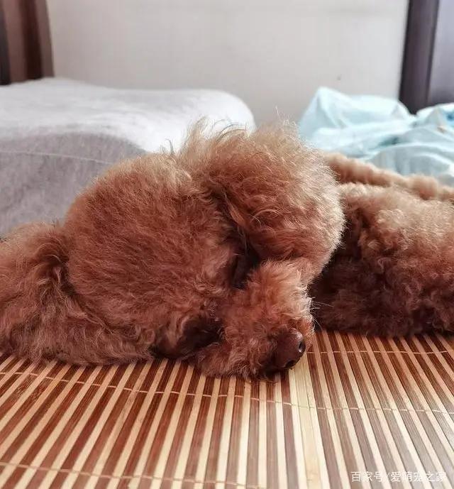 泰迪狗缺钙是什么表现,泰迪犬缺钙