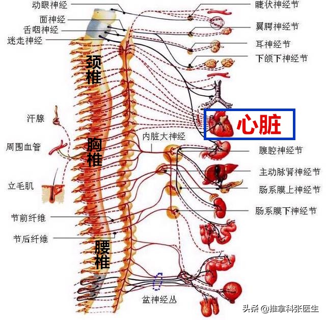 胸椎关节紊乱会心慌气短吗,胸椎小关节紊乱胸闷气短怎么调理