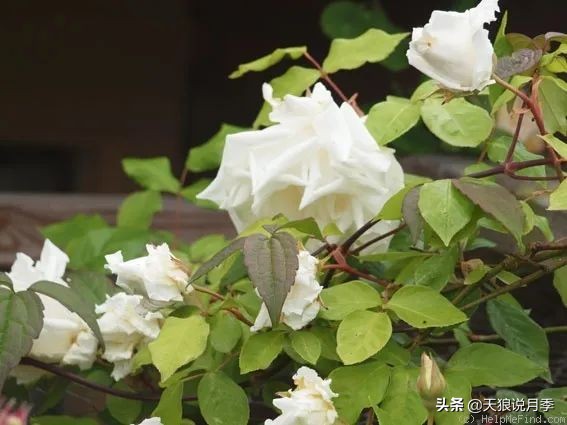 传家宝月季,月季传家宝紫色