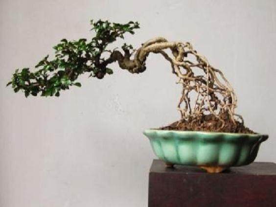 白蜡盆景技巧,白蜡和对节白蜡区别图片