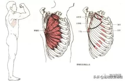 沉肩的时候肩胛骨下角翘起怎么办,肩胛骨翘起真的可以改善吗