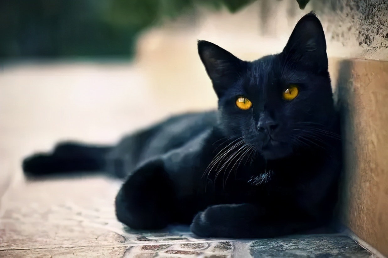 养黑猫有什么忌讳怎样解,黑猫有什么征兆