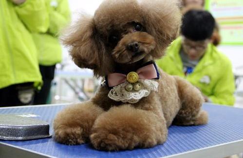 怎么饲养立耳泰迪犬,如何正确饲养泰迪犬