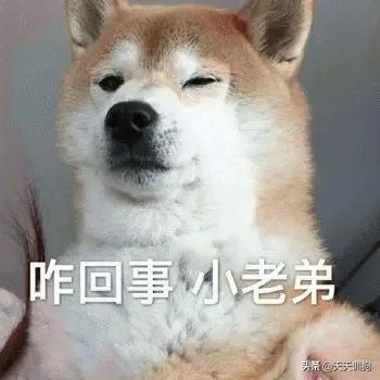 不小心踩到小狗了狗就躲起来了,不小心踩到狗狗然后咬我