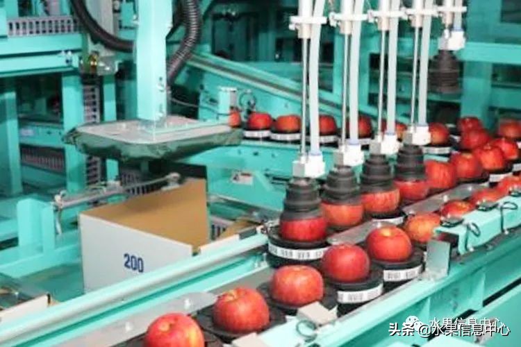 日本苹果种植现状,为什么日本苹果品质比中国的好