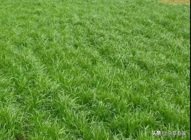 柑橘园生草用什么草种最好,三月桔园适合种什么草