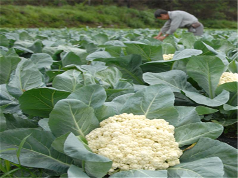 菜花怎么种植视频教程,菜花如何种植它的生长周期是多少