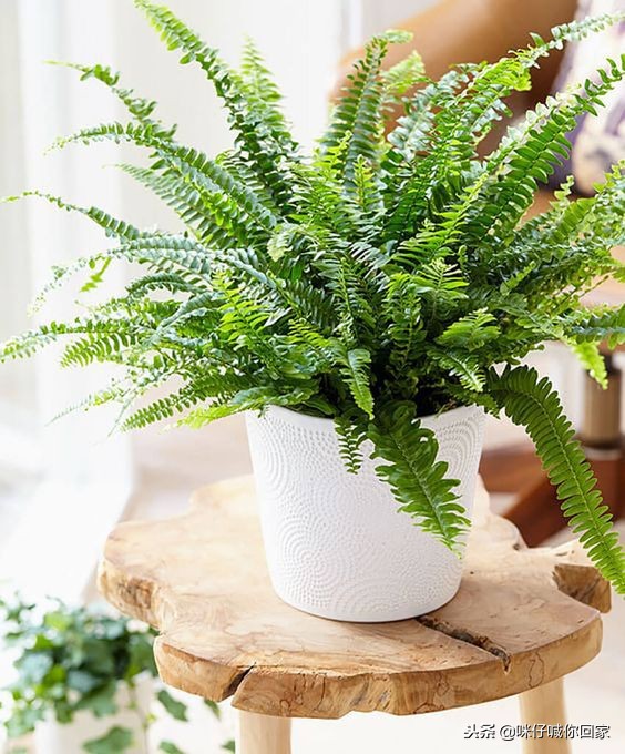 可以除甲醛又对猫咪无害的植物,对猫猫无害的植物花卉