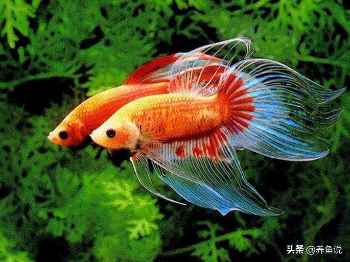 小型淡水观赏鱼怎么分公母,为什么观赏鱼大多数都是热带鱼