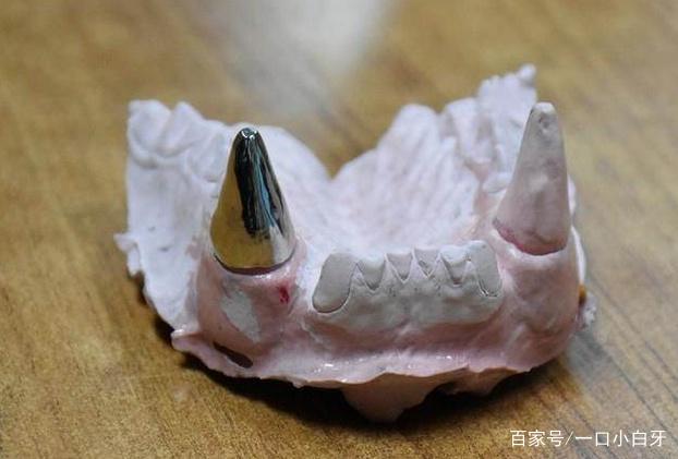大熊猫戴牙套,大熊猫的牙齿能不能矫正