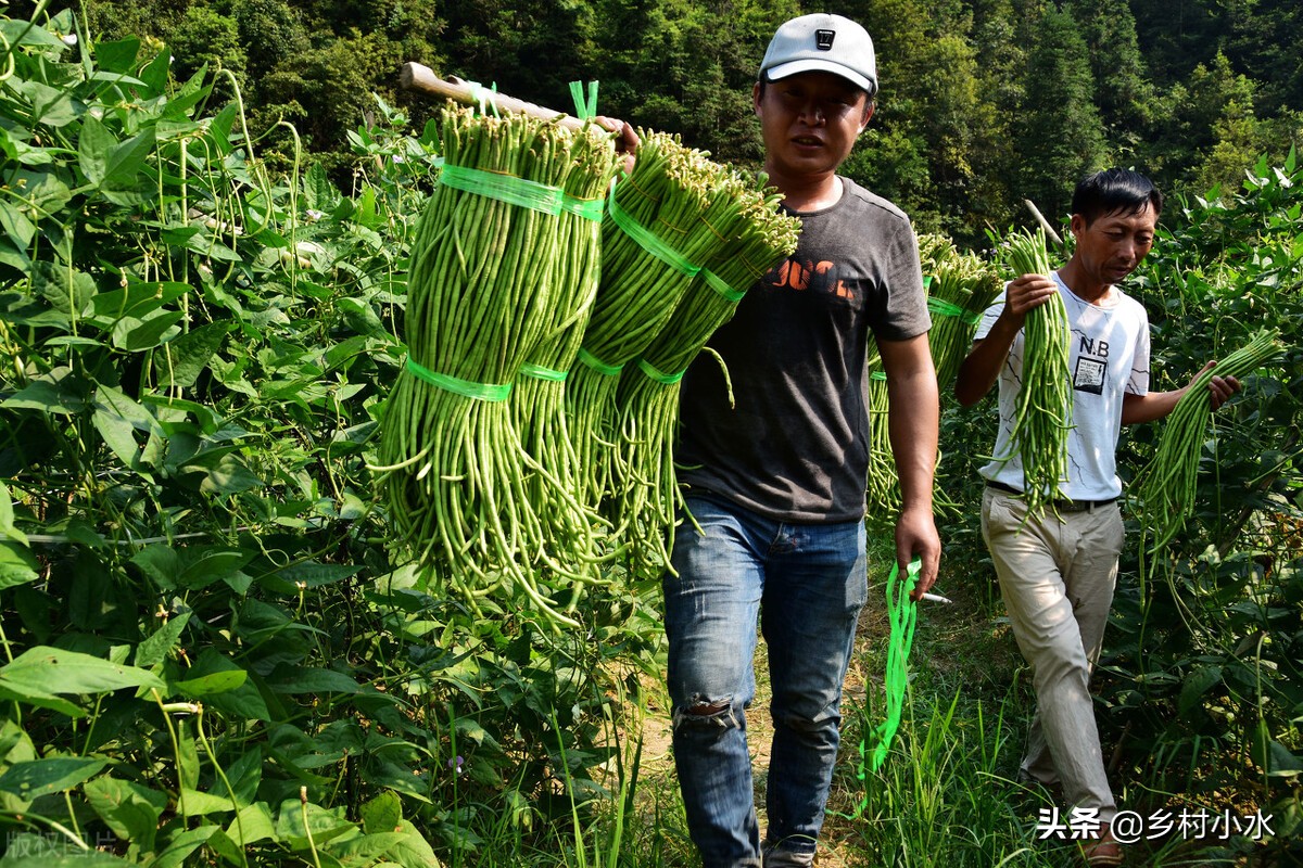 豇豆开花结荚的适宜温度,豇豆二次开花结荚如何管理