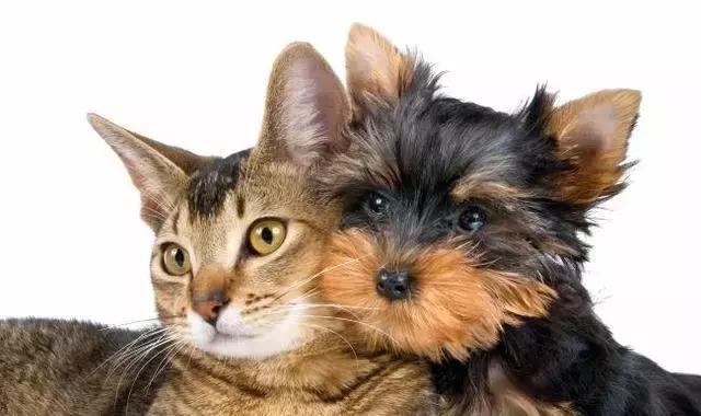 猫泛白血球减少症（猫瘟）的传染途径、症状及防治的方法