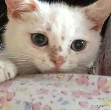 铲屎官得了猫癣怎么处理,铲屎官必知猫咪急救办法