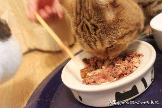 还在只给猫咪喂猫粮吗,到底该给猫咪选什么猫粮