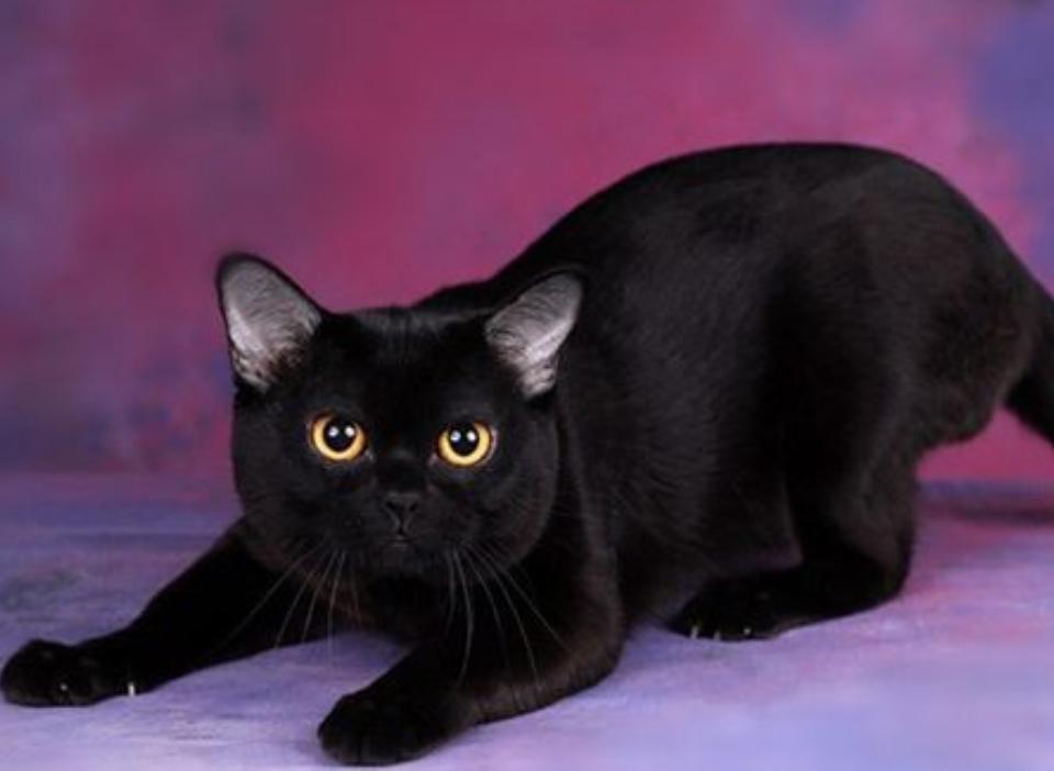 猫咪品种大全布偶猫,猫咪品种渐层猫