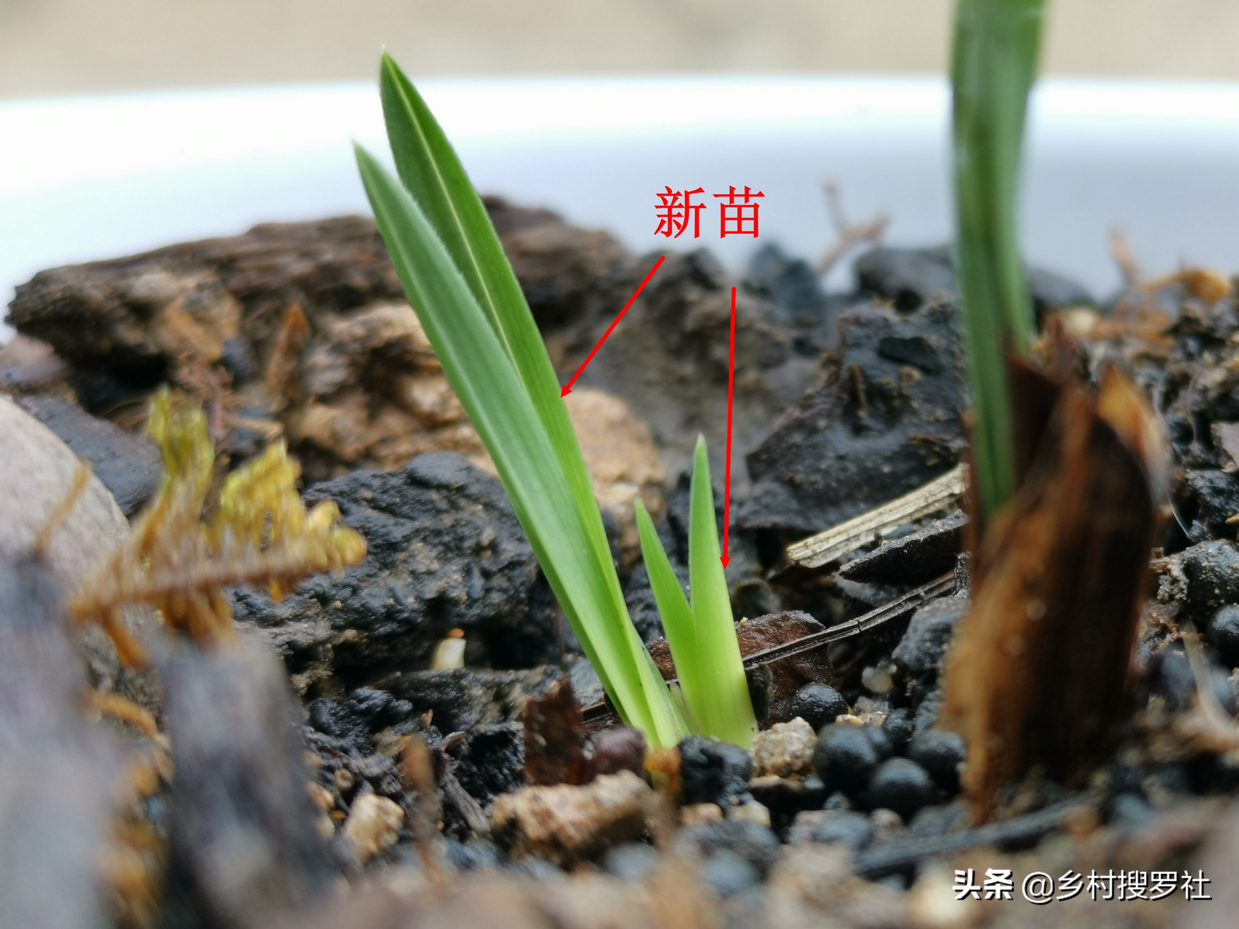 这样治疗兰花的茎腐病，第二年就可以成壮苗，关键就是这5点