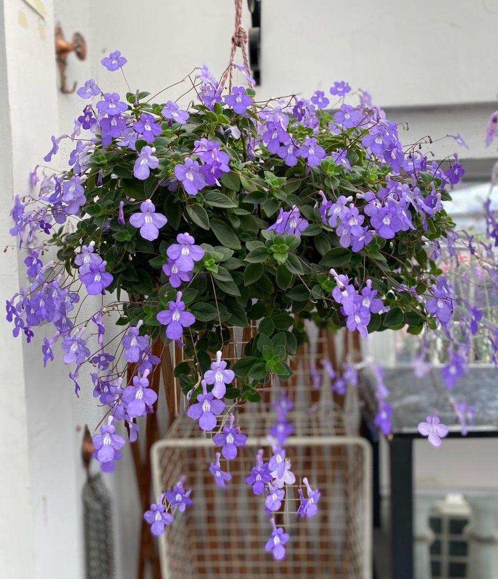 18种院子好看的花儿,18种漂亮的花