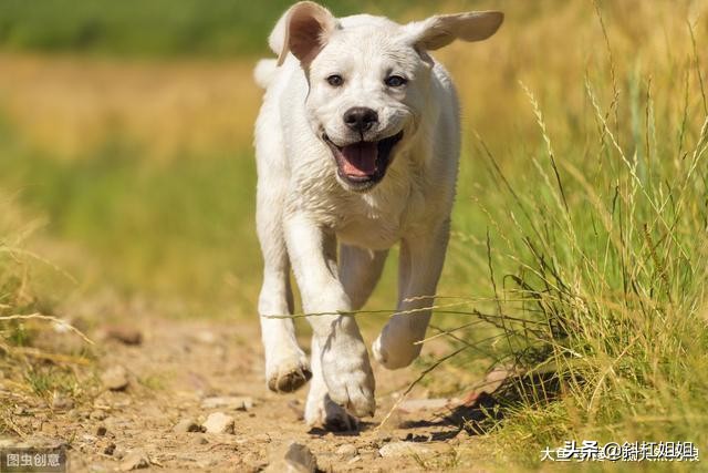 狗狗经常挨打容易出现哪些坏毛病,为什么狗狗挨打不长记性