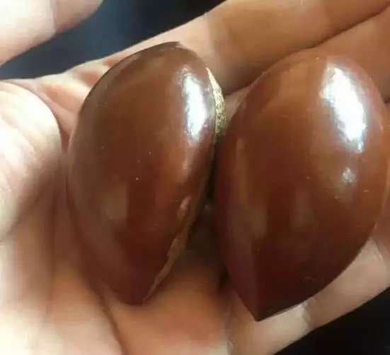盘点文玩市场常见的四十种菩提子,有哪些所谓的文玩菩提