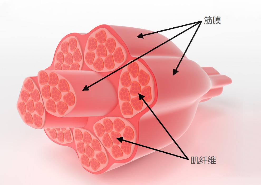 什么是肌肉粘连,健身肌肉筋膜粘连怎么办