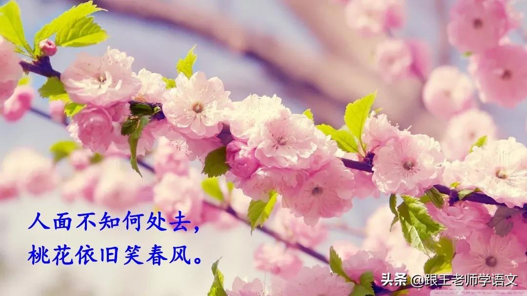部编二年级下册语文古诗二首预习,二年级下册语文古诗二首知识讲解